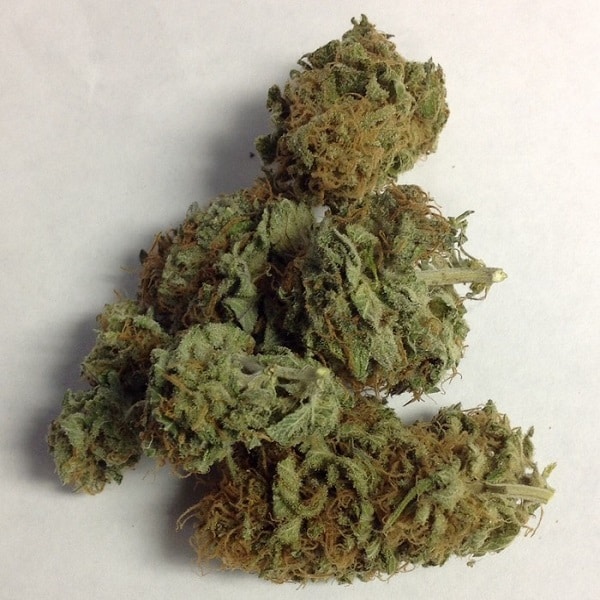 Orange Fuel Marijuana Strain